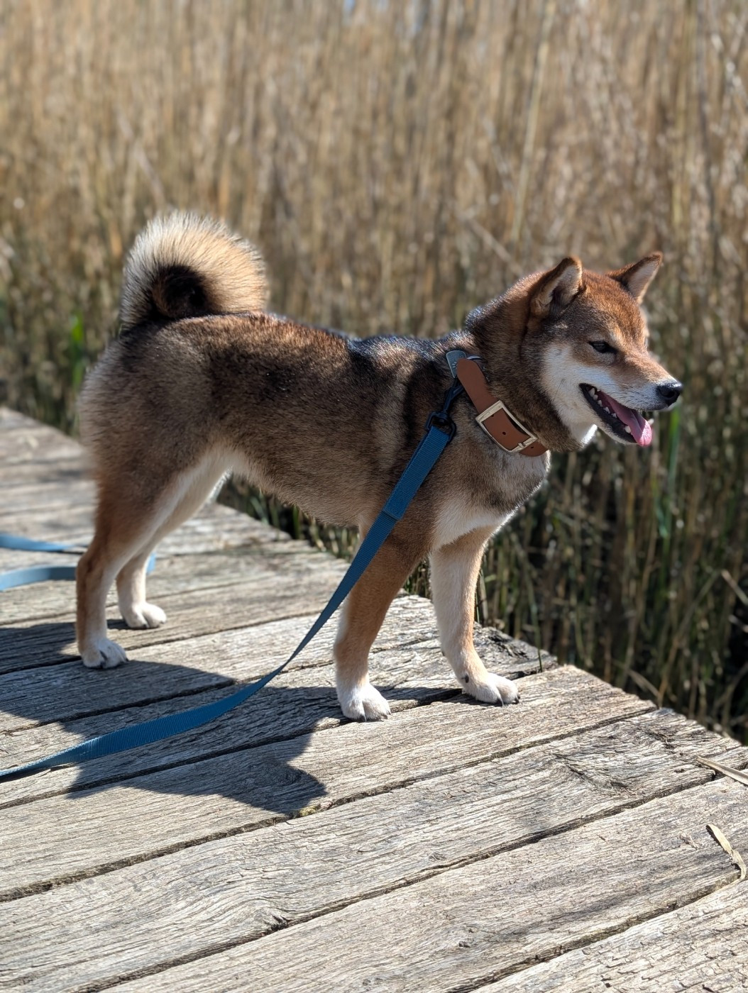 Vanilla sky Go Sakura Kensha