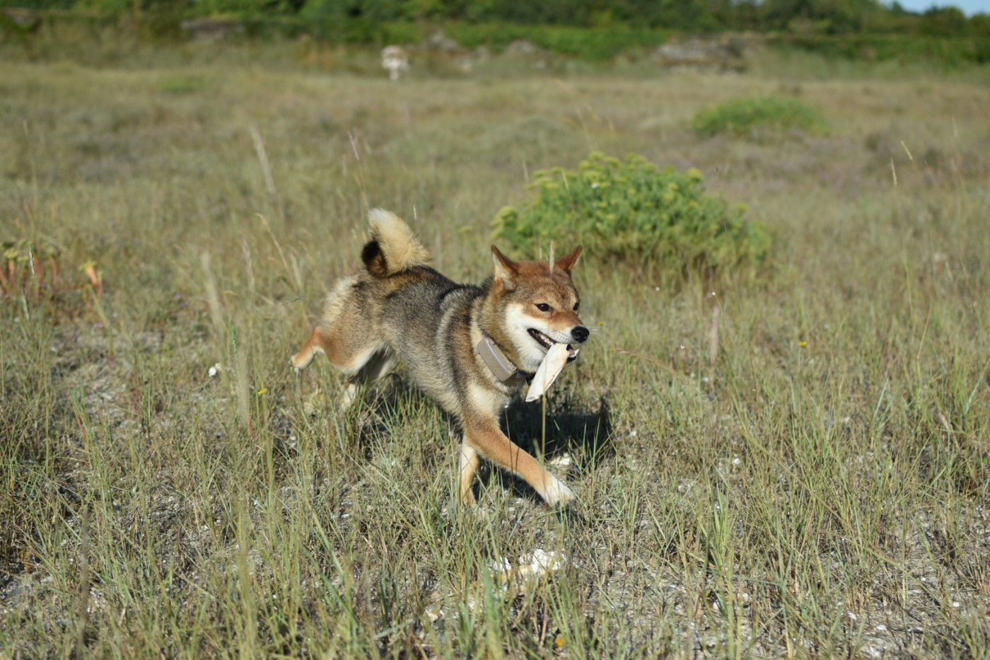 Vanilla sky Go Sakura Kensha