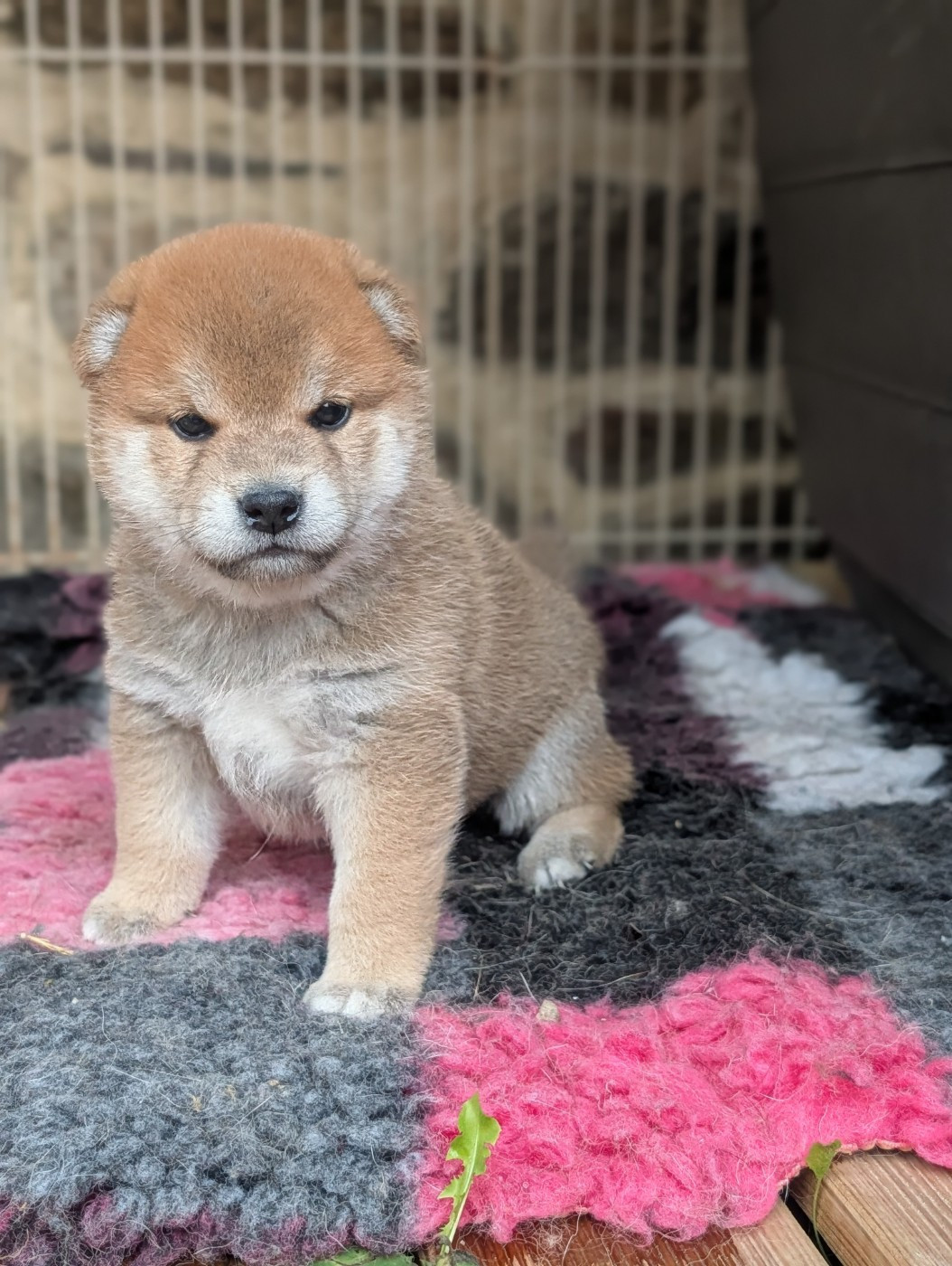 CHIOT 1