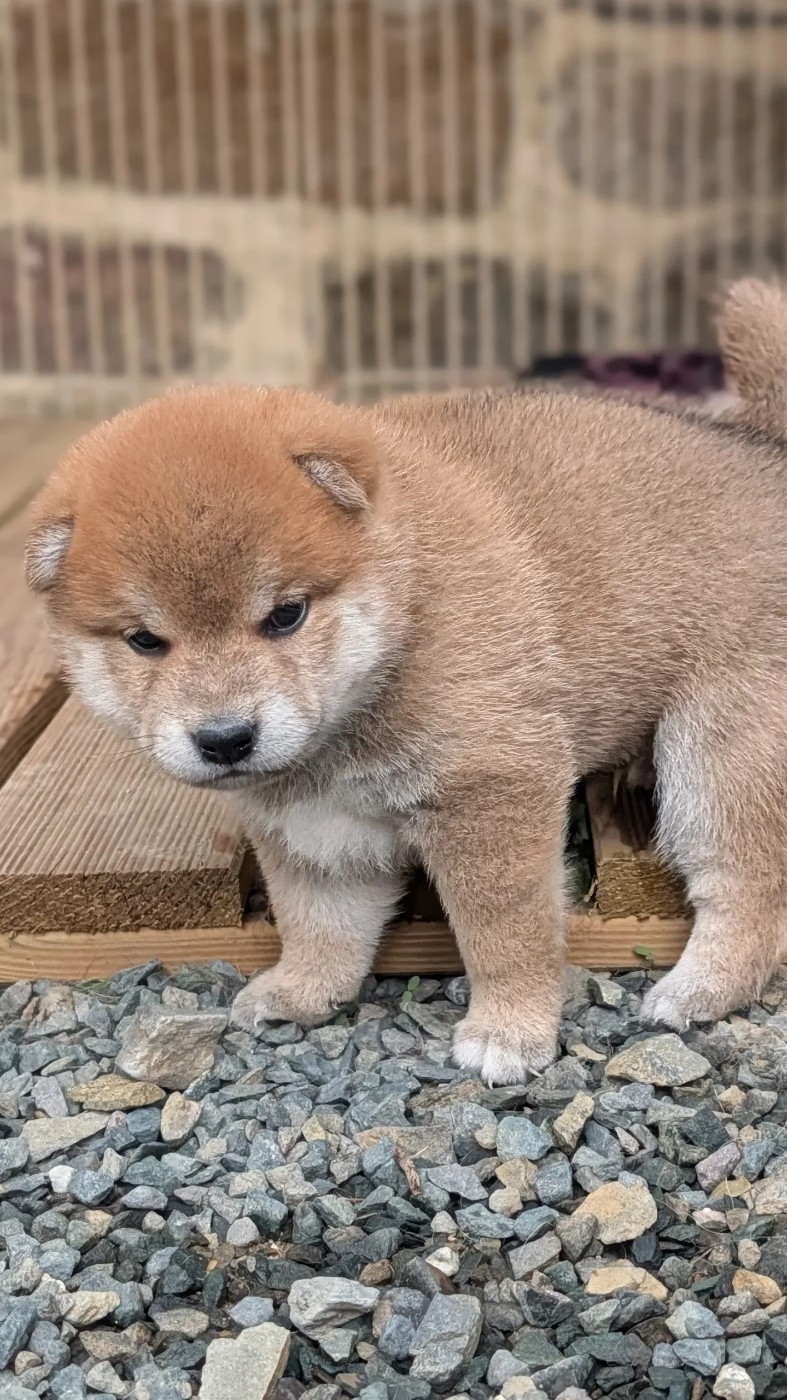 CHIOT 1