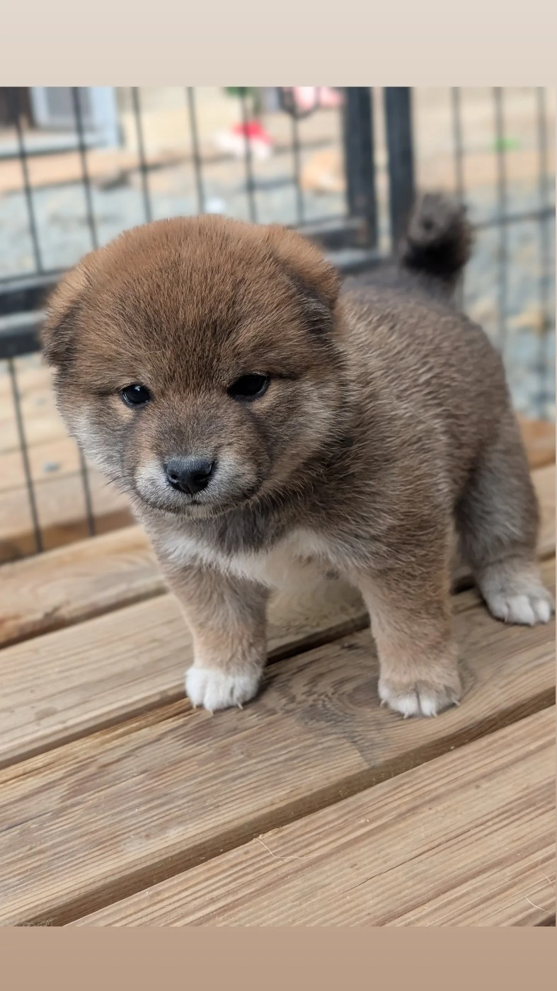 CHIOT 2