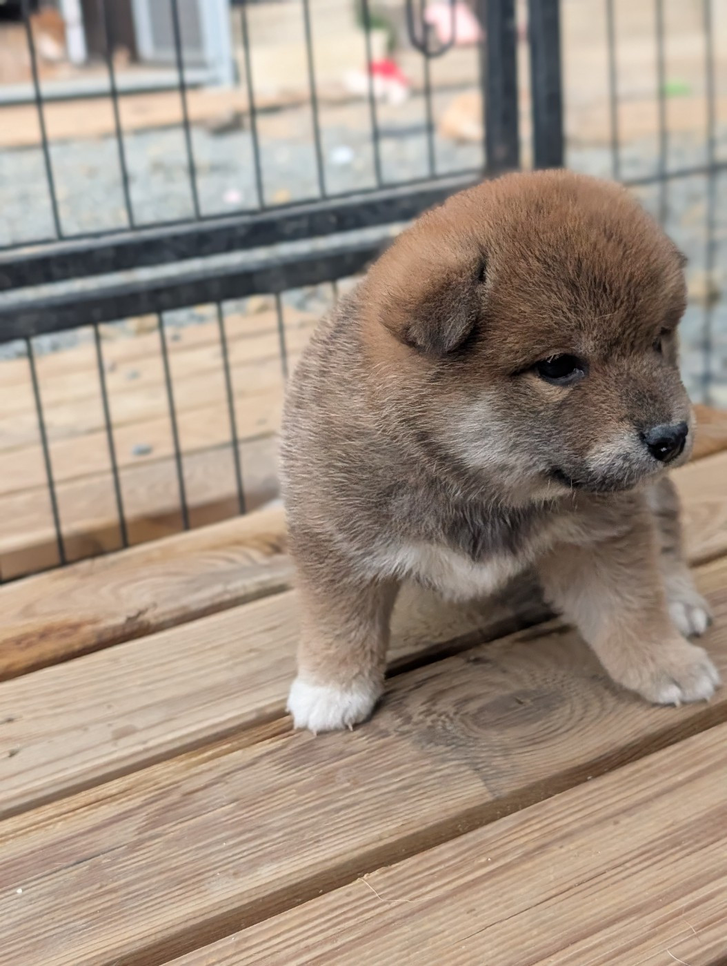 CHIOT 2