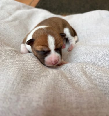 Les chiots de Basenji