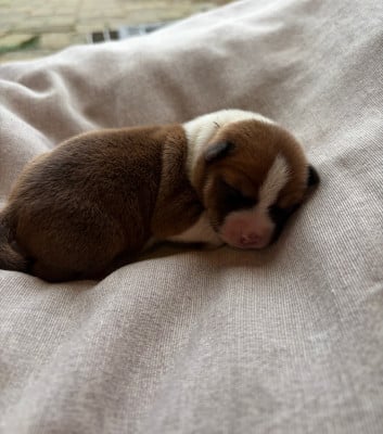 Les chiots de Basenji