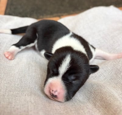 Les chiots de Basenji