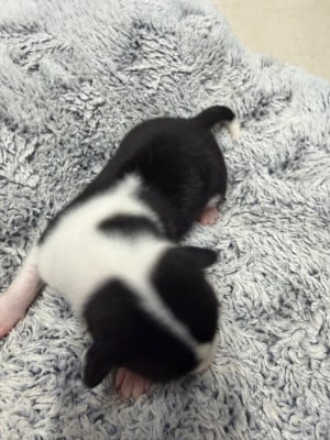 Les chiots de Basenji