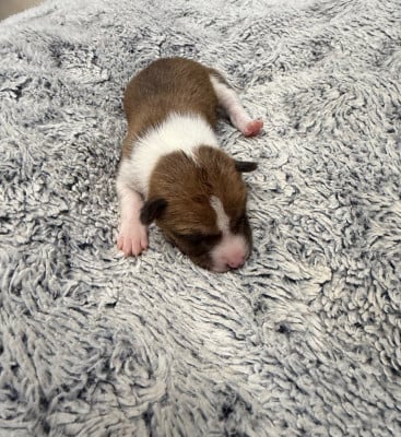 Les chiots de Basenji