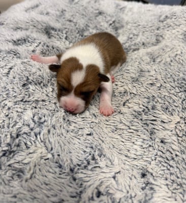 Les chiots de Basenji