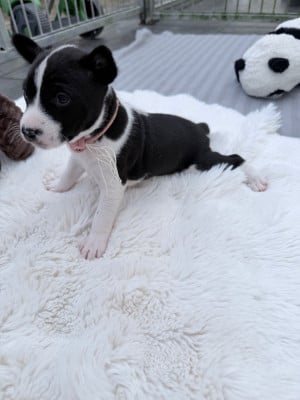 Les chiots de Basenji