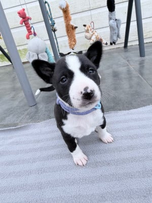 Les chiots de Basenji