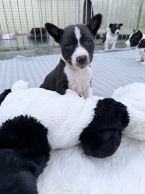 Les chiots de Basenji