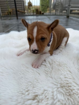 Les chiots de Basenji