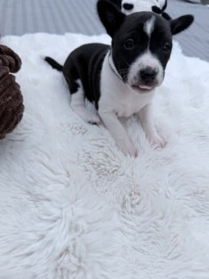 Les chiots de Basenji