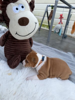 Les chiots de Basenji