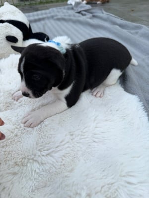 Les chiots de Basenji