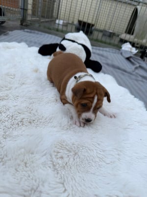 Les chiots de Basenji