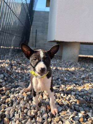 Les chiots de Basenji