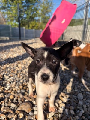 Les chiots de Basenji