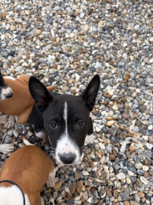 Les chiots de Basenji