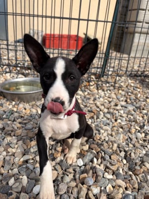 Les chiots de Basenji