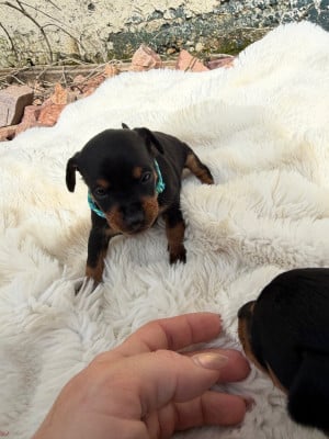 Les chiots de Pinscher nain