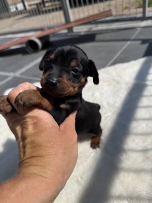 Les chiots de Pinscher nain