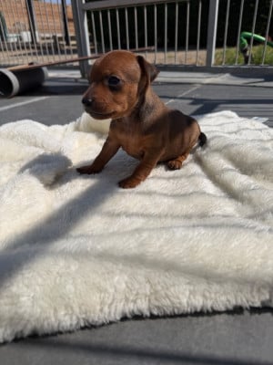 Les chiots de Pinscher nain