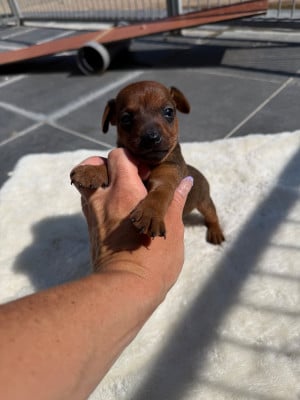Les chiots de Pinscher nain