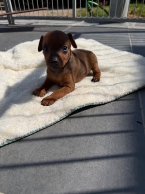 Les chiots de Pinscher nain