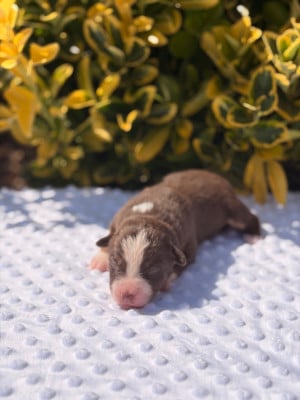 Les chiots de Berger Américain Miniature 