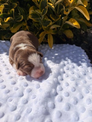 Les chiots de Berger Américain Miniature 