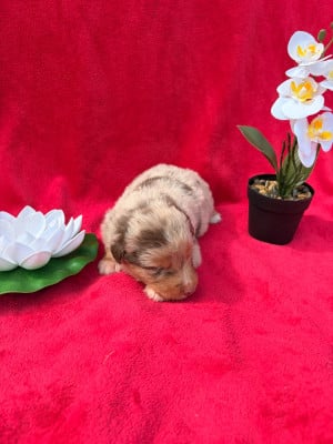 Les chiots de Berger Américain Miniature 