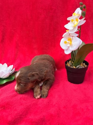 Les chiots de Berger Américain Miniature 