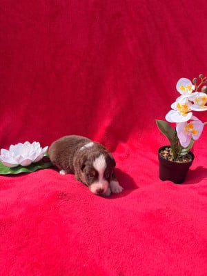 Les chiots de Berger Américain Miniature 