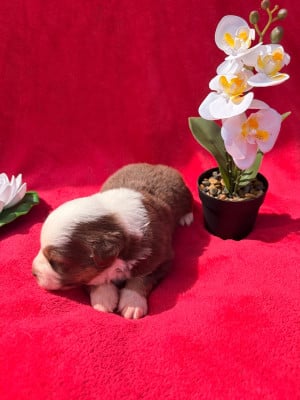 Les chiots de Berger Américain Miniature 