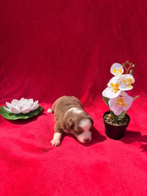 Les chiots de Berger Américain Miniature 