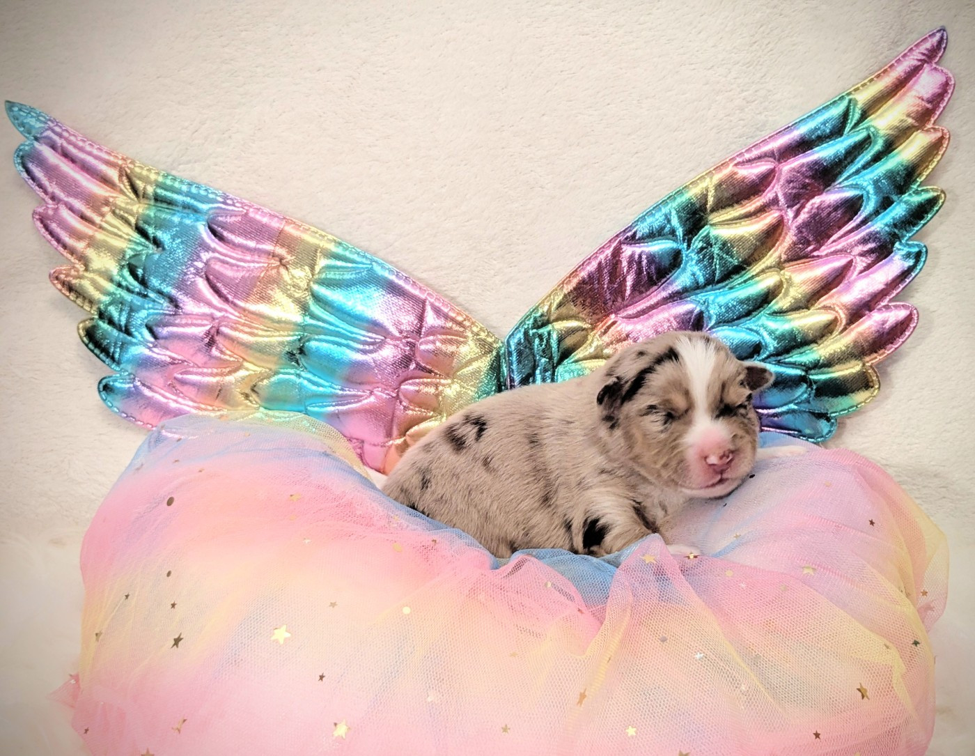 Buron pour l'estive de la riki et compagnie