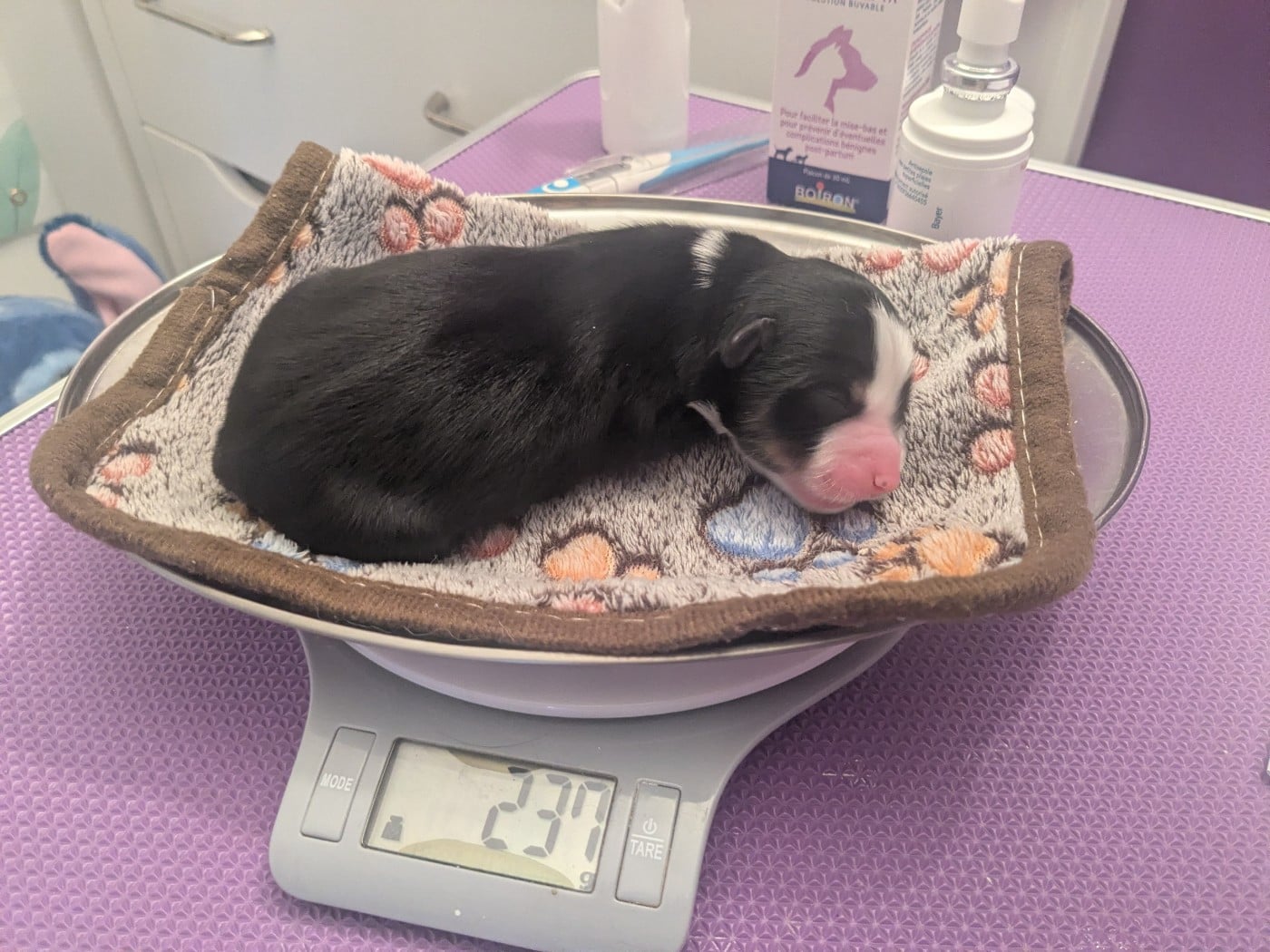 Baba yaga BAÏA de la riki et compagnie