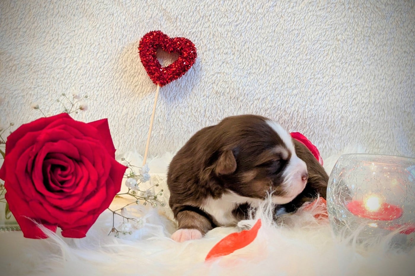 Bahça alors de la Riki et compagnie