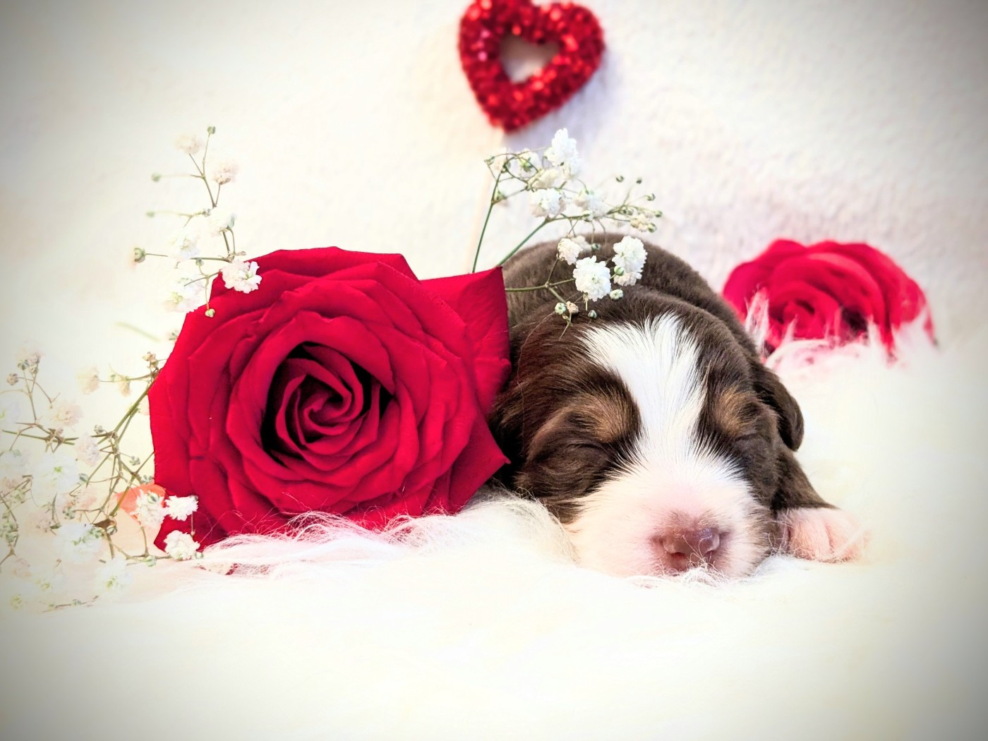 Boujou bien de la riki et compagnie - Berger Américain Miniature