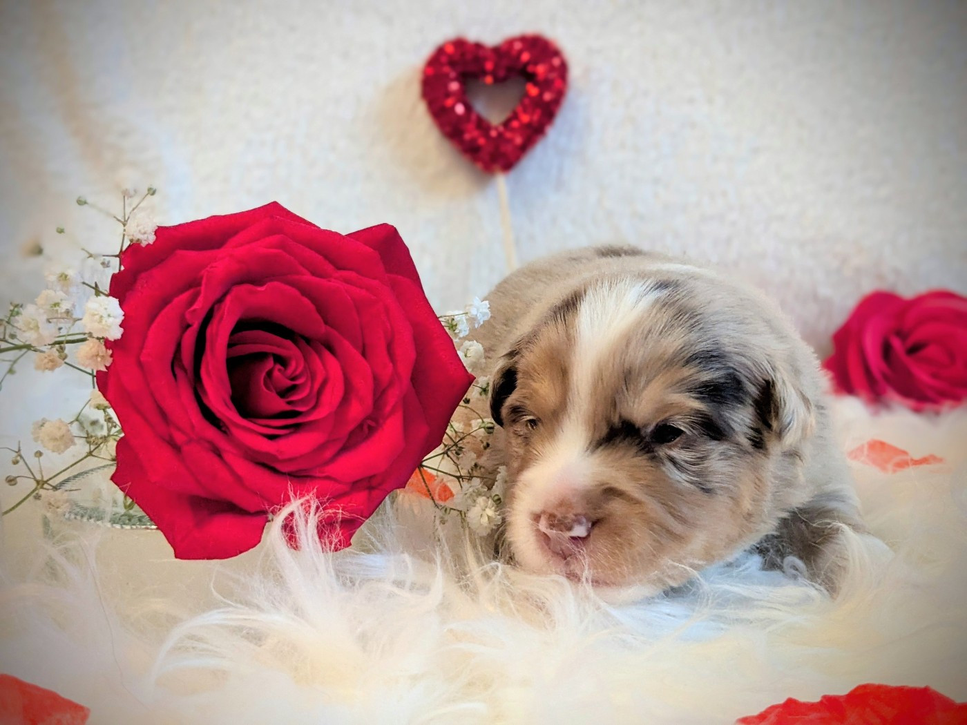 Buron pour l'estive de la riki et compagnie