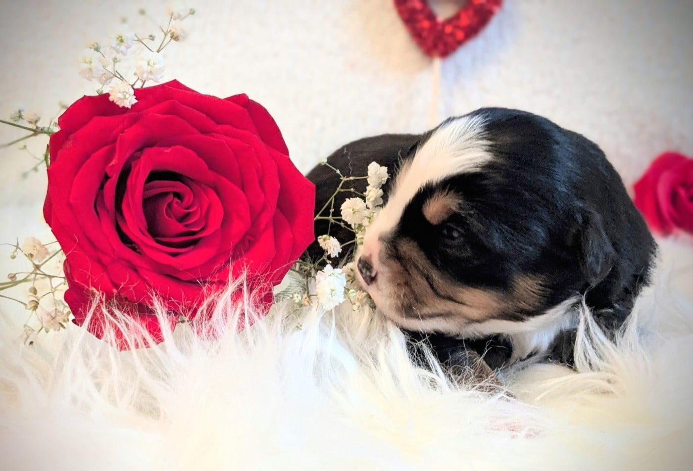 Baba yaga BAÏA de la riki et compagnie