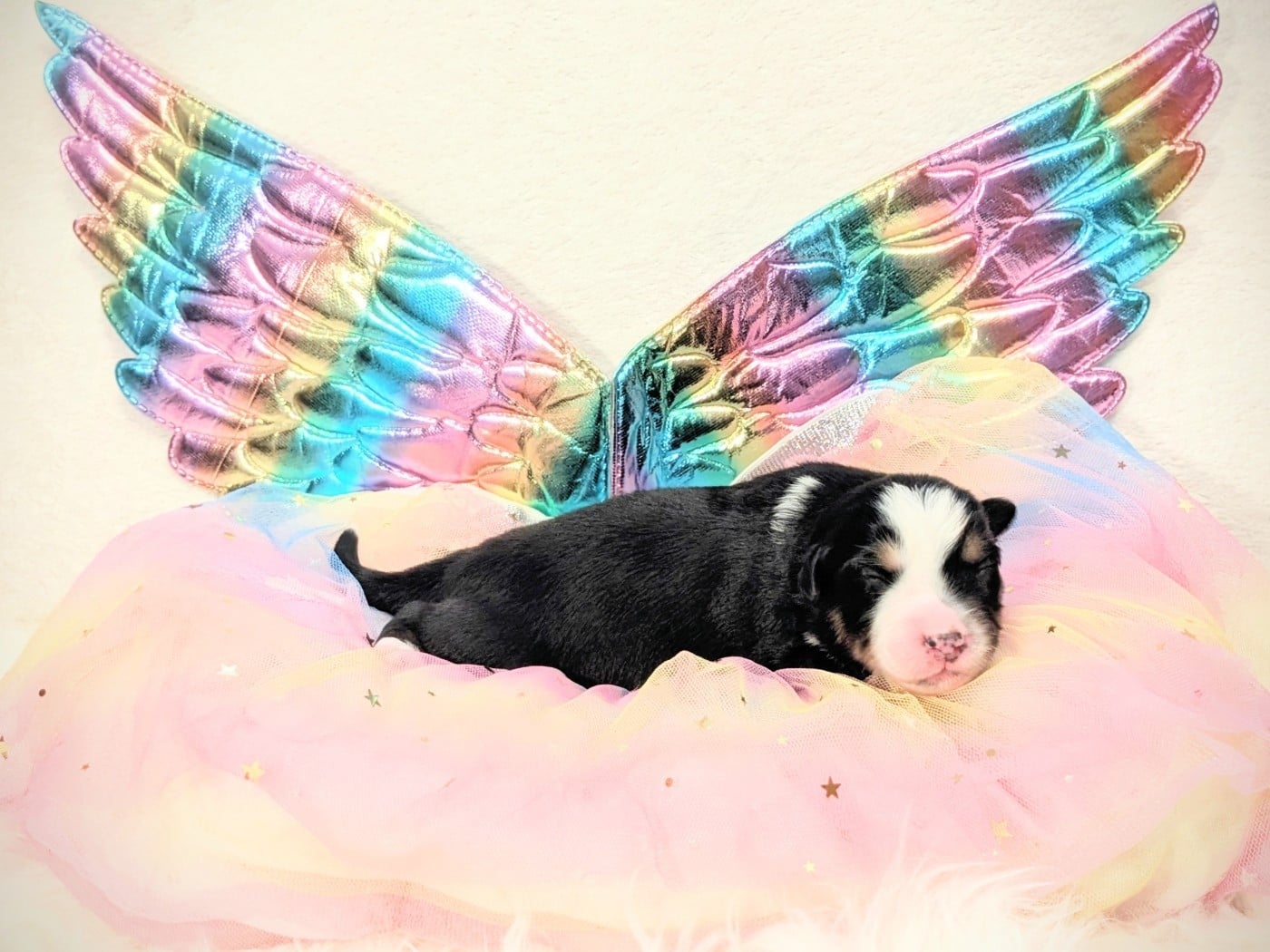 Baba yaga BAÏA de la riki et compagnie