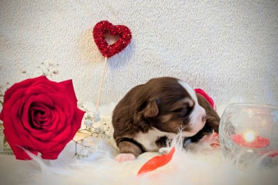 Les chiots de Berger Américain Miniature