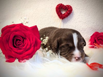 Les chiots de Berger Américain Miniature