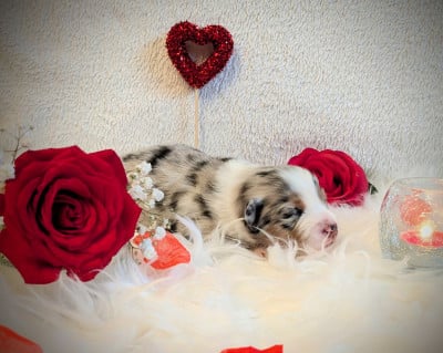 Les chiots de Berger Américain Miniature