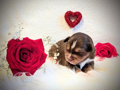 Les chiots de Berger Américain Miniature