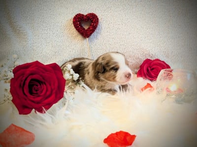 Les chiots de Berger Américain Miniature