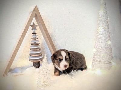 Les chiots de Berger Américain Miniature