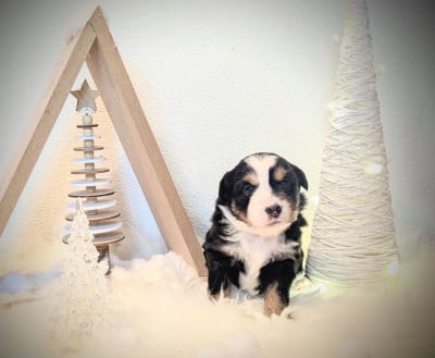 Les chiots de Berger Américain Miniature 